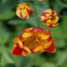 tulpen01