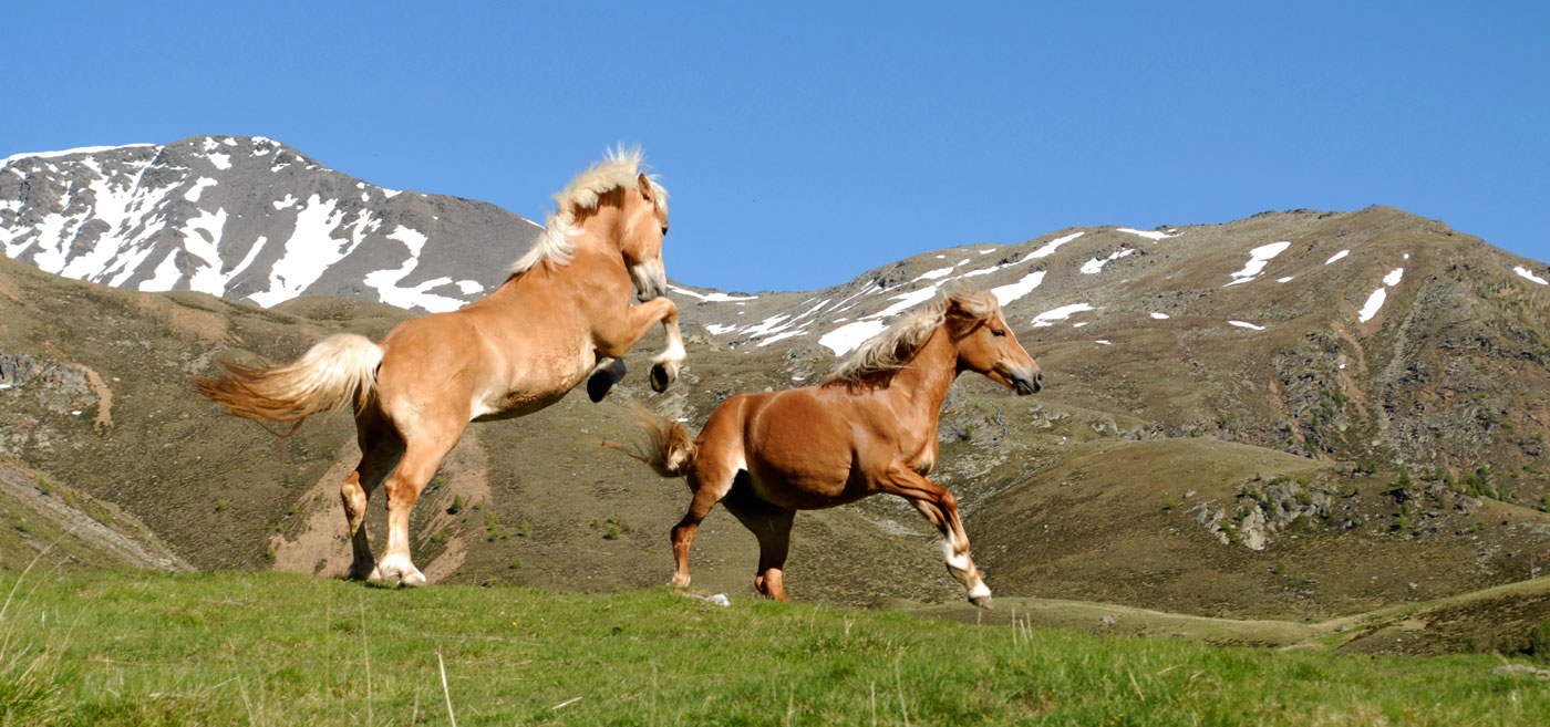 Pferde auf der Alm